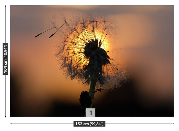 Fototapet Păpădie Sun