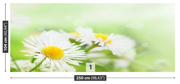 Fototapet Green Daisy