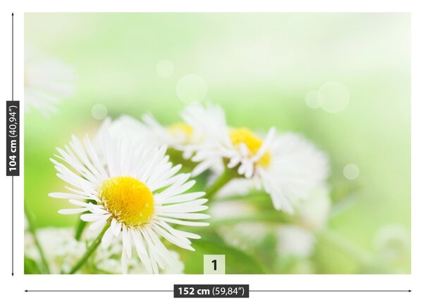 Fototapet Green Daisy