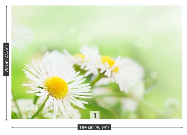 Fototapet Green Daisy