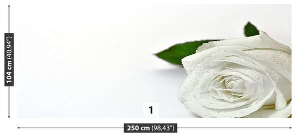 Fototapet Trandafir alb