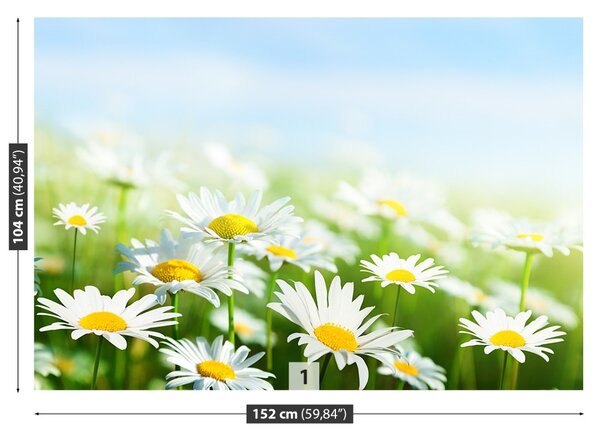 Fototapet Green Daisy