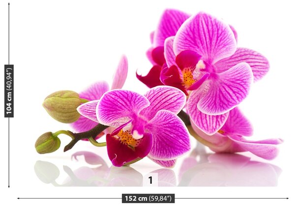 Fototapet Flori Orhidee