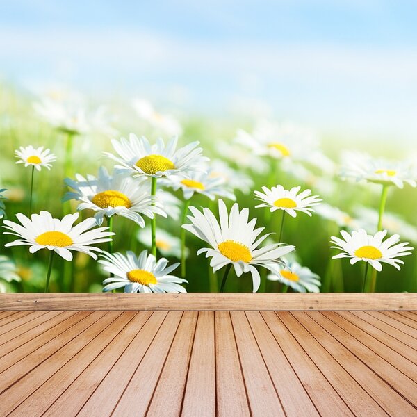 Fototapet Green Daisy