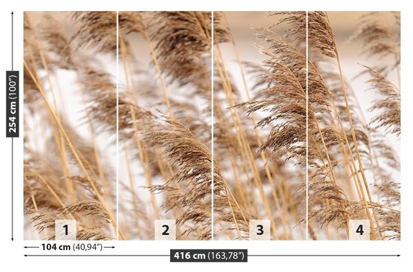 Fototapet Brown Reed