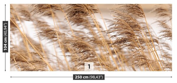 Fototapet Brown Reed