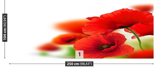 Fototapet maci alb