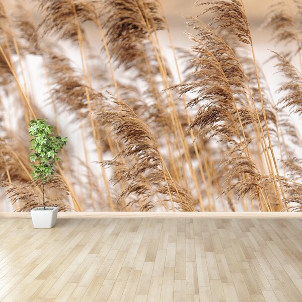 Fototapet Brown Reed