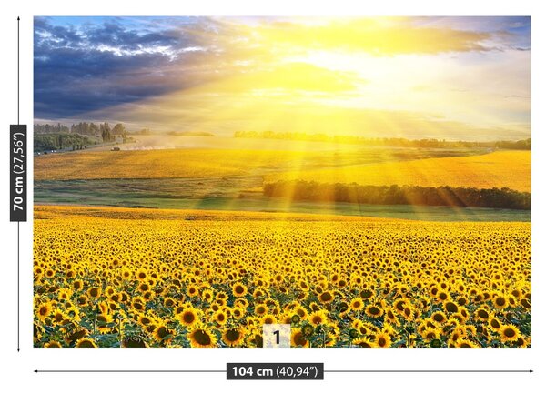 Fototapet Domeniu de Sunflowers
