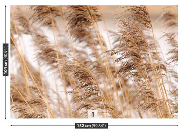 Fototapet Brown Reed