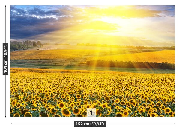 Fototapet Domeniu de Sunflowers