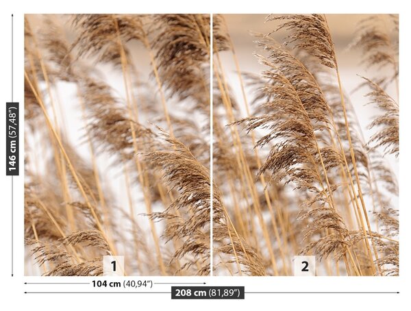 Fototapet Brown Reed
