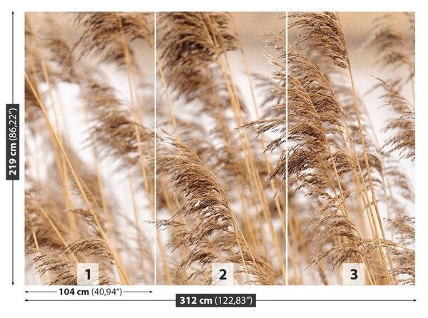 Fototapet Brown Reed