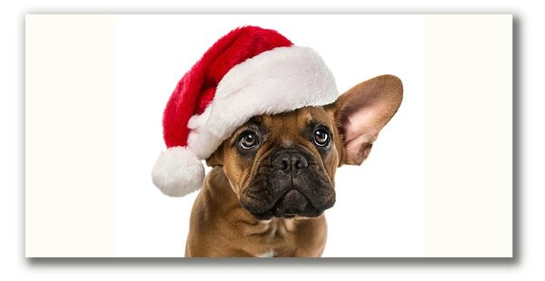 Tablou pe panza canvas Bulldog Christmas Dog