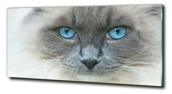 Tablou sticlă Cat ochi albaștri