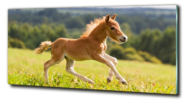Tablou sticlă Gallop mânz