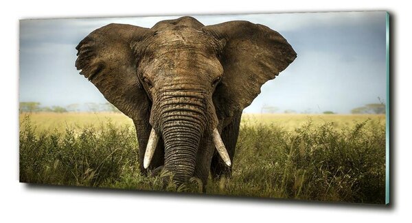 Tablou Printat Pe Sticlă Elephant pe savana