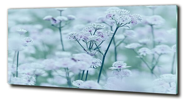 Tablou pe pe sticlă Astrantia majore