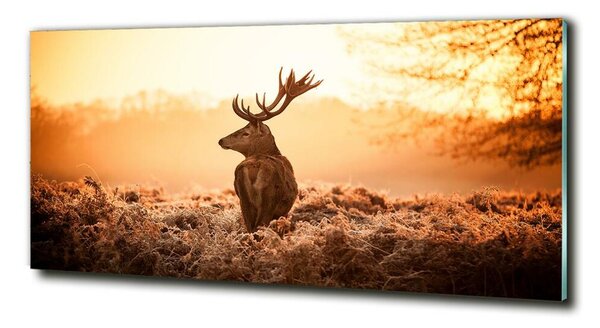 Fotografie imprimată pe sticlă Sunrise Deer