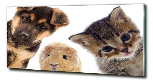 Tablou pe pe sticlă Animale de companie