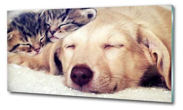 Tablou sticlă Puppy și pisici