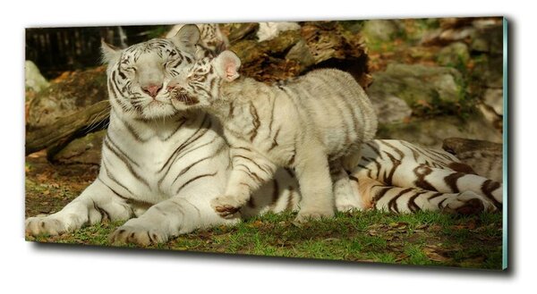 Fotografie imprimată pe sticlă Tigers