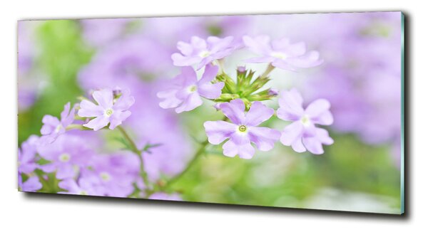 Tablou sticlă Verbena