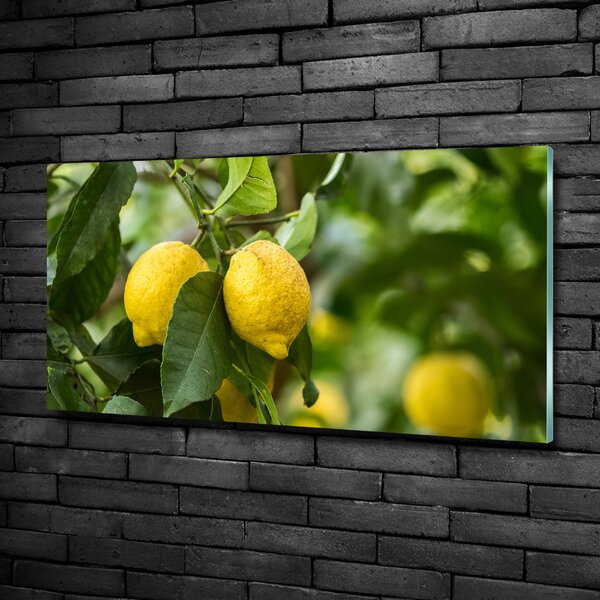 Fotografie imprimată pe sticlă Lamaile pe copac