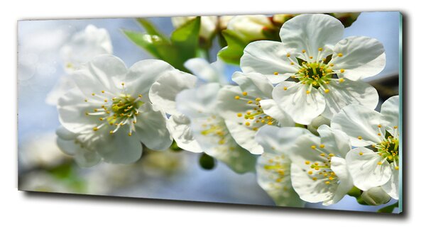 Fotografie imprimată pe sticlă floare de cires