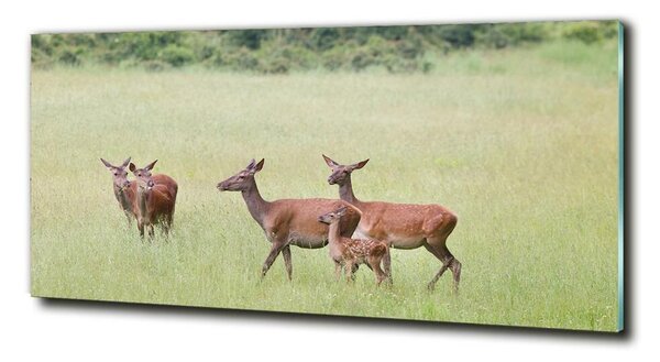 Tablou din Sticlă Deer cu tinere
