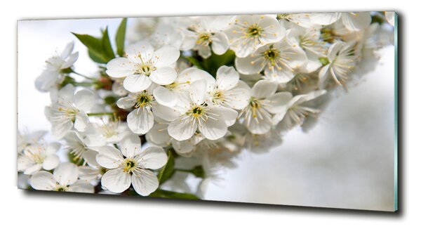 Fotografie imprimată pe sticlă flori de cireș