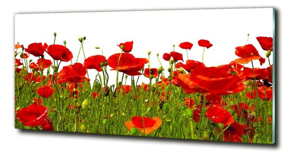 Tablou pe pe sticlă wildflowers maci