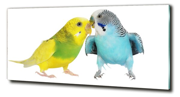 Tablou pe pe sticlă budgies