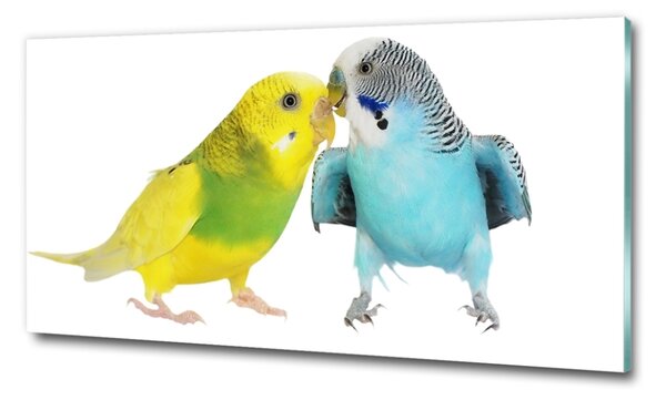 Tablou pe pe sticlă budgies
