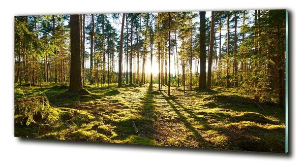 Imagine de sticlă o pădure de pini