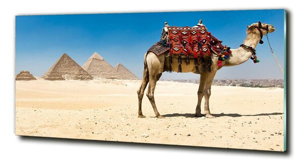 Fotografie imprimată pe sticlă Camel la Cairo
