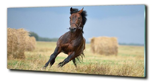 Imagine de sticlă Un cal în galop