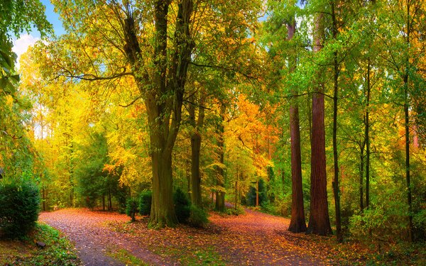 Fototapet Calea cu copaci și frunze pe ea, Fototapet pădure, Fototapet populare, u08547 - Tapeko.ro