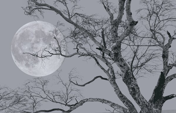 Fototapet Copac cu ramuri și o lună în fundal, Fototapet natură, Fototapet populare, u19208 - Tapeko.ro