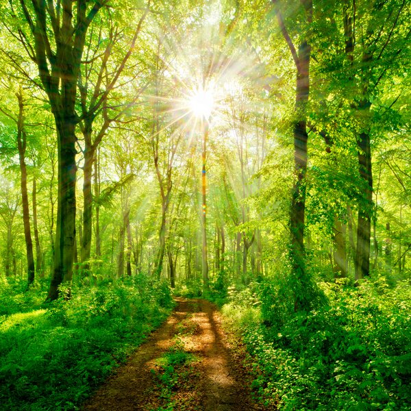 Fototapet Poteca printr-o pădure cu copaci și plante, Fototapet pădure, Fototapet populare, u22252 - Tapeko.ro