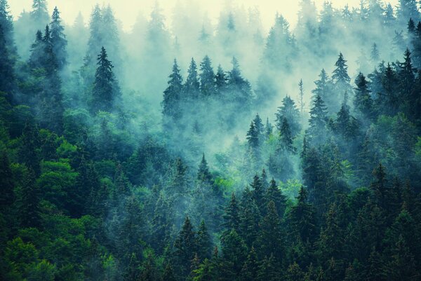 Fototapet Pădure cețoasă cu copaci, Fototapet designer, Fototapet populare, u33150 - Tapeko.ro