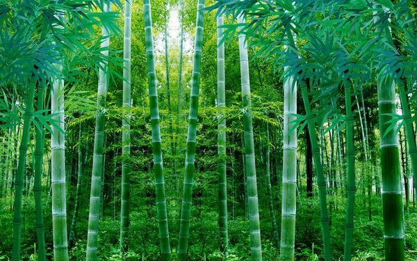Fototapet Grup de arbori de bambus, Fototapet pădure, Fototapet populare, u44596 - Tapeko.ro