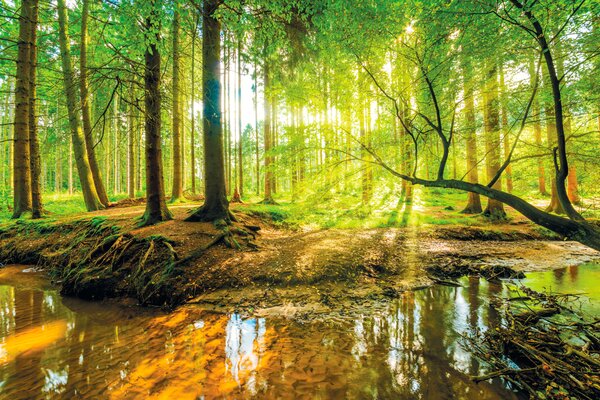 Fototapet Pădure însorită cu pârâu strălucitor, Populare fototapet, Populare fototapet, u52615 - Muralas.ro
