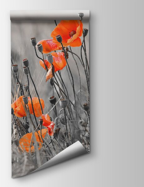 Fototapet Flori portocalii într-un câmp, Fototapet designer, Fototapet populare, u53411 - Tapeko.ro