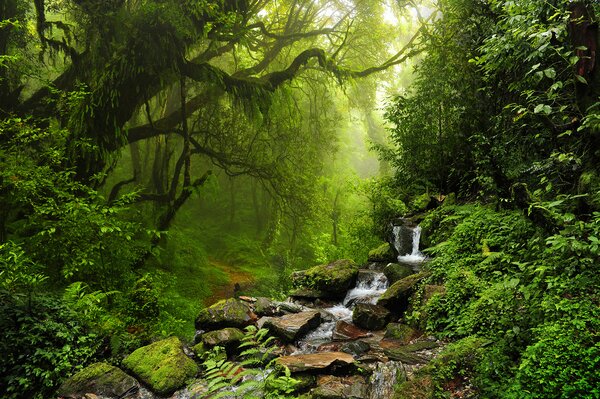 Fototapet Pârâul care trece printr-o pădure, Fototapet jungle, Fototapet populare, u53758 - Tapeko.ro
