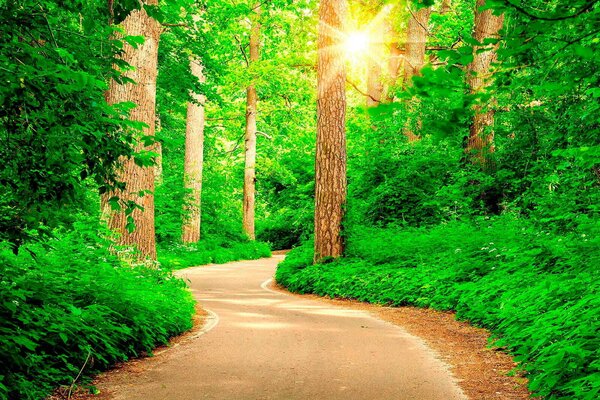 Fototapet Lumina soarelui prin pădurea verde luxuriantă, Populare fototapet, Populare fototapet, u54485 - Muralas.ro