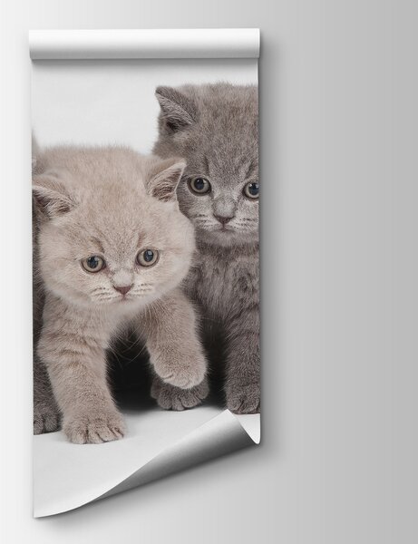 Fototapet Grup de pisoi în picioare împreună, Fototapet animale, Fototapet populare, u55076 - Tapeko.ro