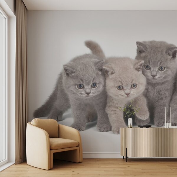 Fototapet Grup de pisoi în picioare împreună, Fototapet animale, Fototapet populare, u55076 - Tapeko.ro