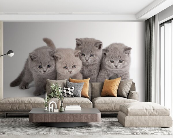 Fototapet Grup de pisoi în picioare împreună, Fototapet animale, Fototapet populare, u55076 - Tapeko.ro