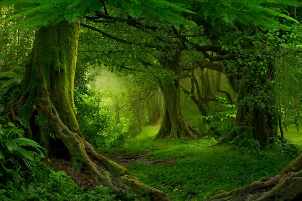 Fototapet Pădure cu copaci și plante, Fototapet natură, Fototapet populare, u56167 - Tapeko.ro